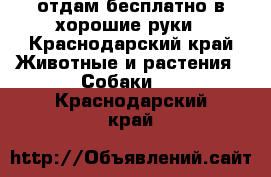  отдам бесплатно в хорошие руки - Краснодарский край Животные и растения » Собаки   . Краснодарский край